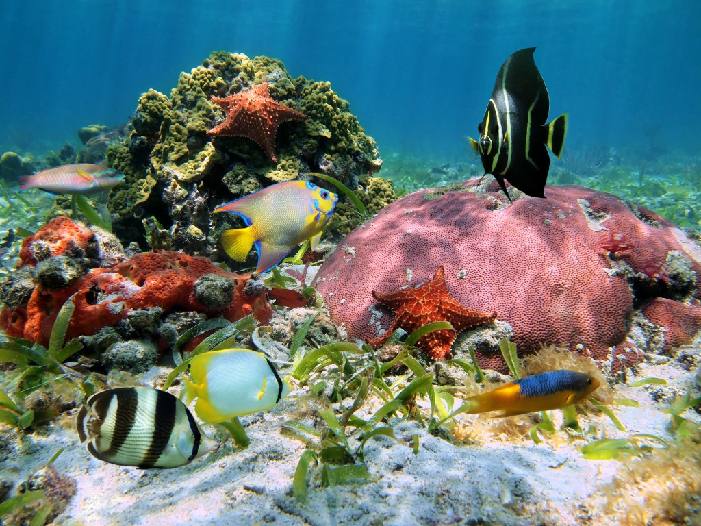 Caribbean Sea jigsaw puzzle in Under the Sea puzzles on TheJigsawPuzzles.com