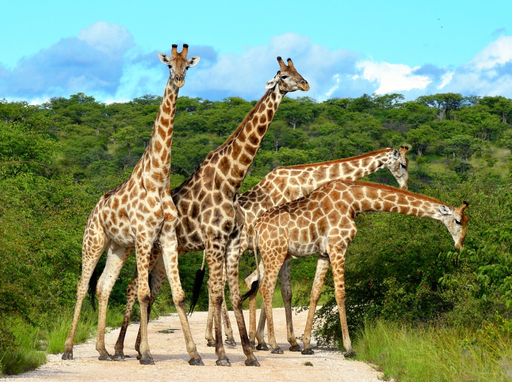 Giraffes Overcrowding jigsaw puzzle in Animals puzzles on TheJigsawPuzzles.com