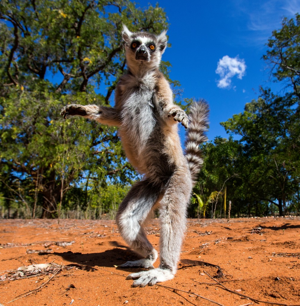 Ring-Tailed Lemur, Madagascar jigsaw puzzle in Animals puzzles on TheJigsawPuzzles.com