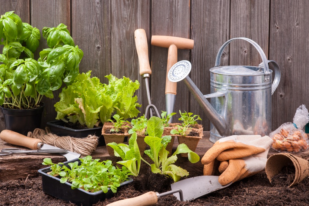 Seedlings of Lettuce jigsaw puzzle in Fruits & Veggies puzzles on TheJigsawPuzzles.com