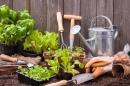 Seedlings of Lettuce