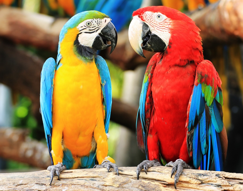 Colorful Couple Macaws jigsaw puzzle in Animals puzzles on TheJigsawPuzzles.com