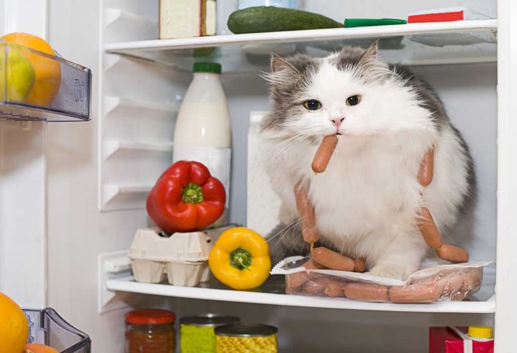 Raiding the Fridge jigsaw puzzle in Animals puzzles on TheJigsawPuzzles.com