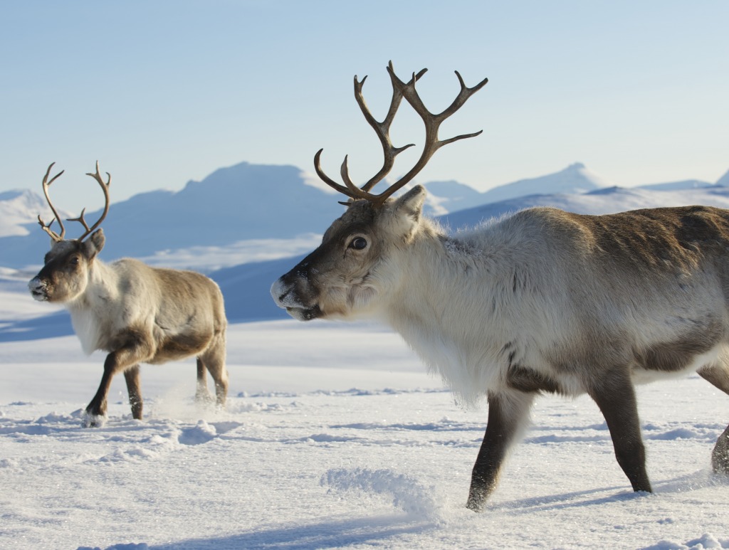 Reindeers in the Northern Norway jigsaw puzzle in Animals puzzles on TheJigsawPuzzles.com