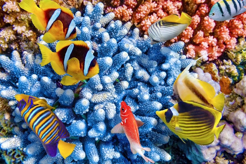 Wonderful Underwater World jigsaw puzzle in Under the Sea puzzles on TheJigsawPuzzles.com