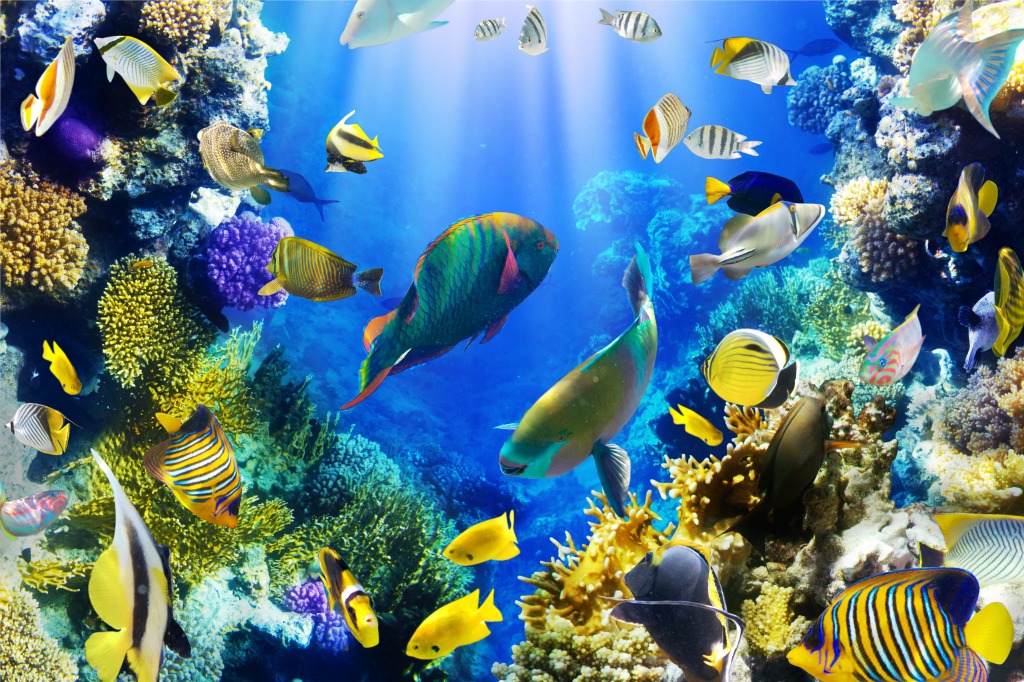 Coral Reef jigsaw puzzle in Under the Sea puzzles on TheJigsawPuzzles.com