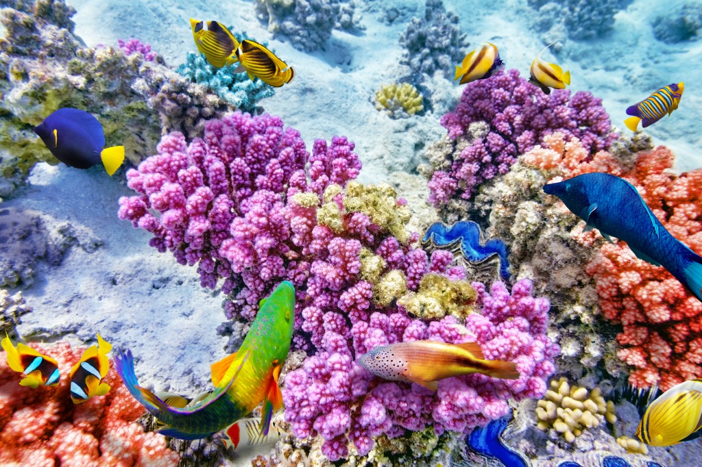 Corals and Tropical Fish jigsaw puzzle in Under the Sea puzzles on TheJigsawPuzzles.com