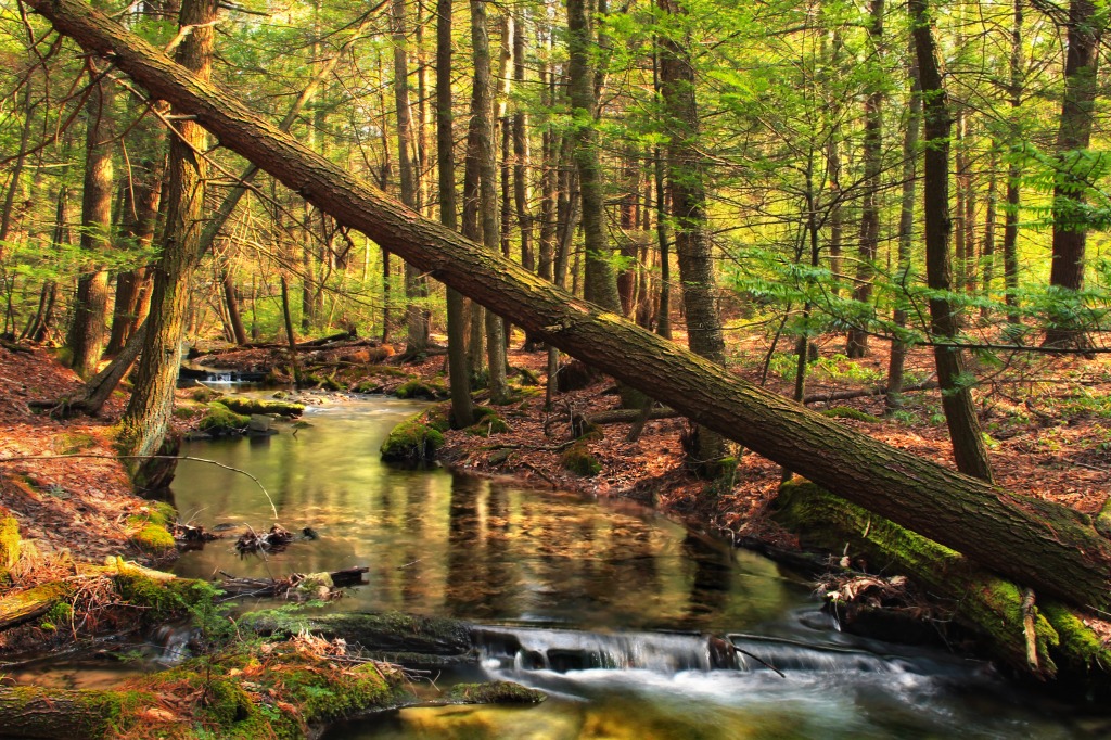 Bald Eagle State Forest jigsaw puzzle in Waterfalls puzzles on TheJigsawPuzzles.com