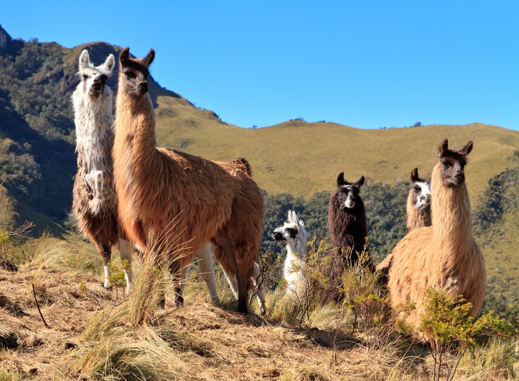 Llamas at the Pasochoa Volcano, Ecuador jigsaw puzzle in Animals puzzles on TheJigsawPuzzles.com