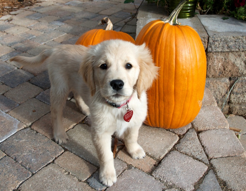 Alma the Golden Retriever jigsaw puzzle in Puzzle of the Day puzzles on TheJigsawPuzzles.com