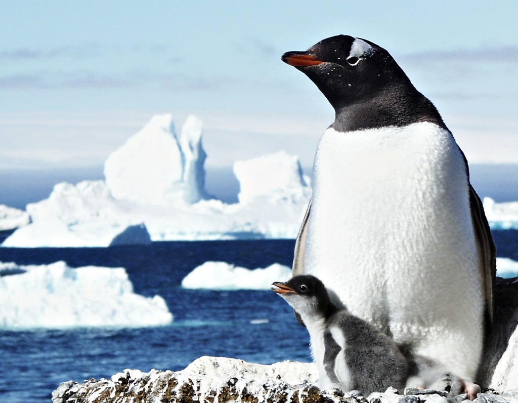 Mother and Baby Gentoo Penguins jigsaw puzzle in Animals puzzles on TheJigsawPuzzles.com