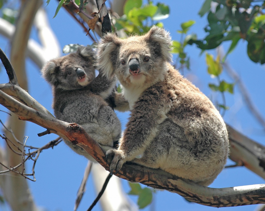 Wild Koalas in Victoria, Australia jigsaw puzzle in Animals puzzles on TheJigsawPuzzles.com