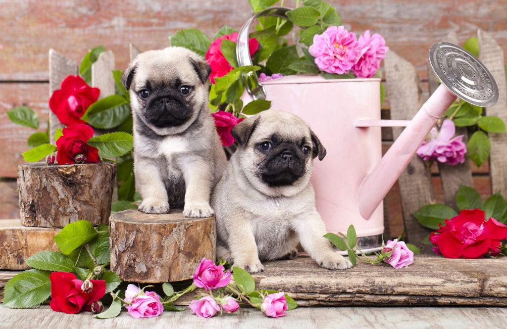 Puppies and Roses jigsaw puzzle in Animals puzzles on TheJigsawPuzzles.com