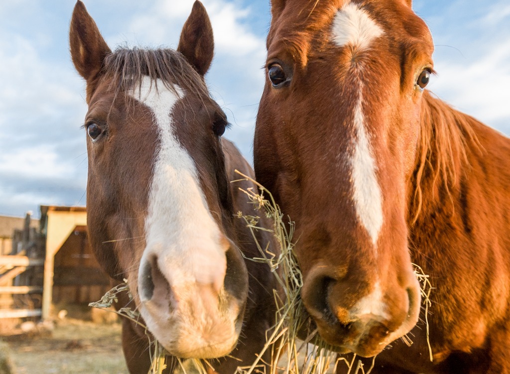 Two Horses Eating Hay jigsaw puzzle in Macro puzzles on TheJigsawPuzzles.com