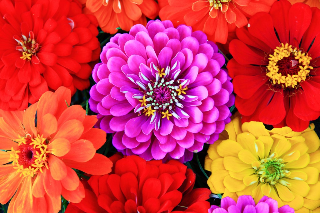 Zinnia Flowers jigsaw puzzle in Macro puzzles on TheJigsawPuzzles.com