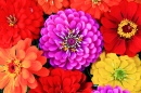 Zinnia Flowers