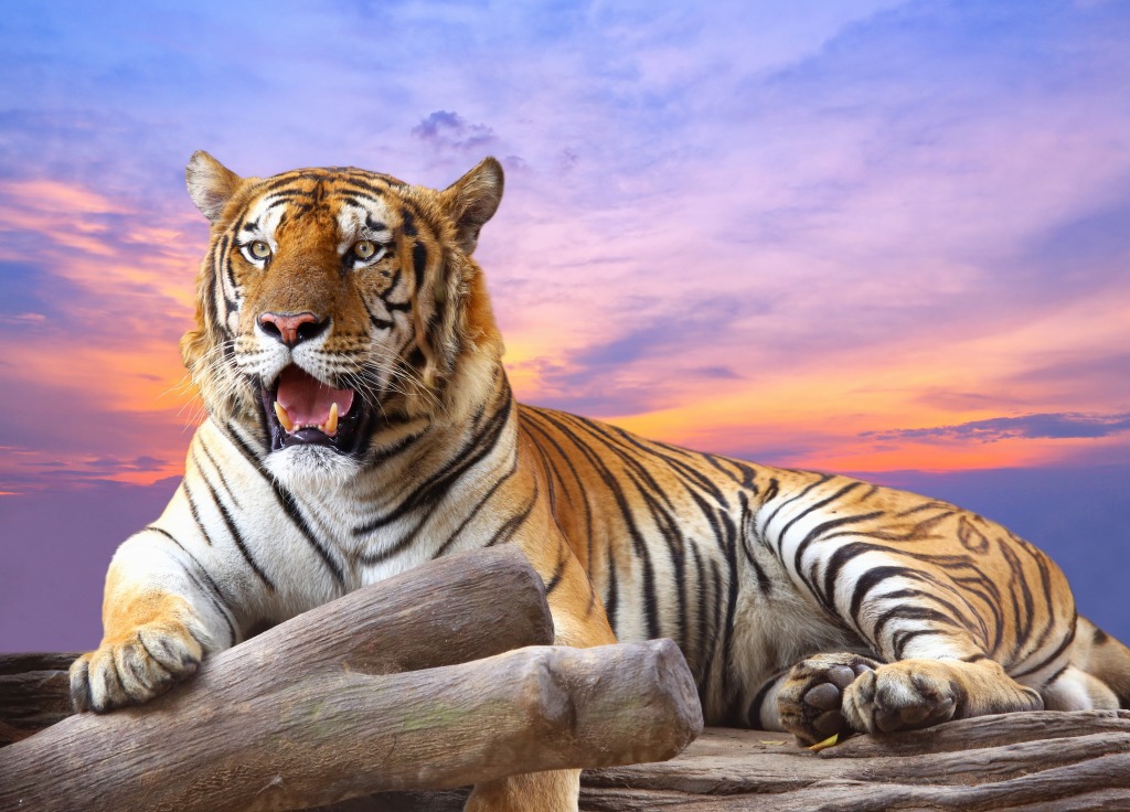 Tiger at Sunset jigsaw puzzle in Animals puzzles on TheJigsawPuzzles.com