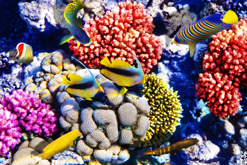 Red Sea, Egypt jigsaw puzzle in Under the Sea puzzles on TheJigsawPuzzles.com