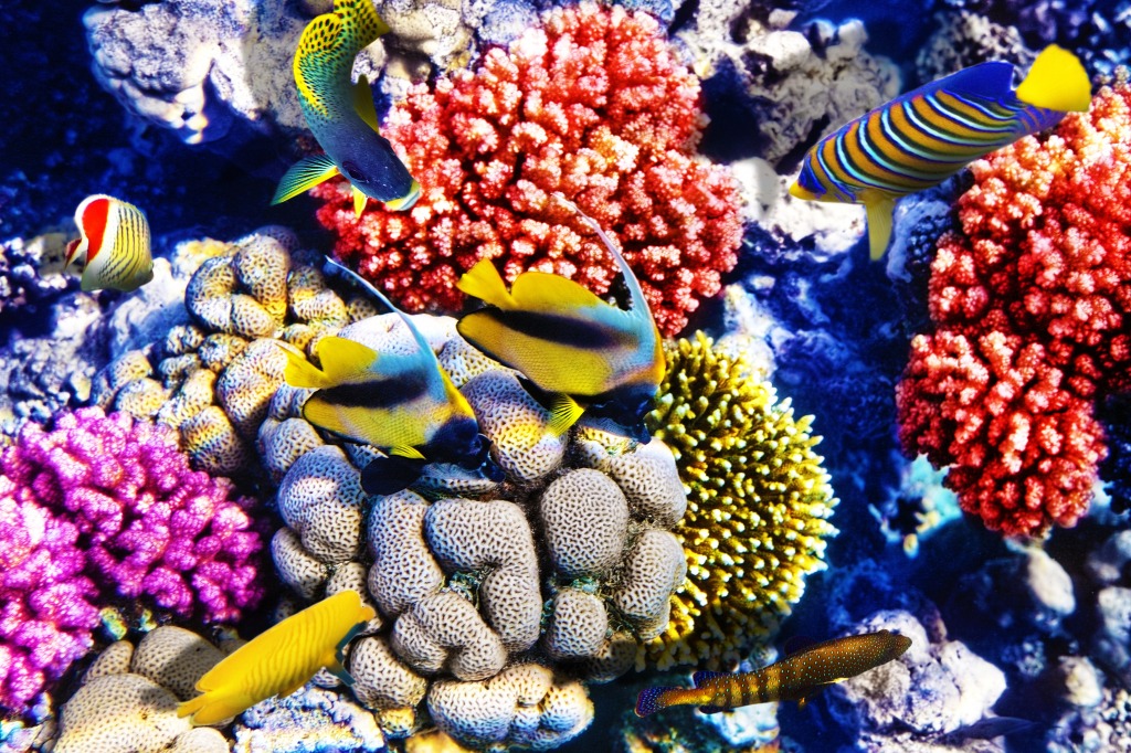 Red Sea, Egypt jigsaw puzzle in Under the Sea puzzles on TheJigsawPuzzles.com