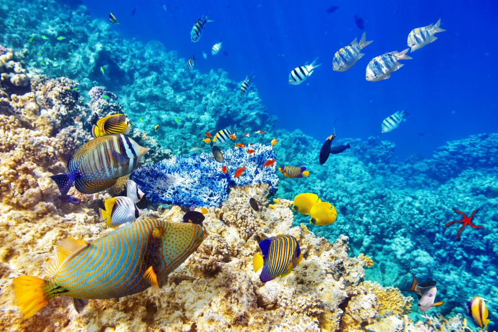 Beautiful Underwater World jigsaw puzzle in Under the Sea puzzles on TheJigsawPuzzles.com