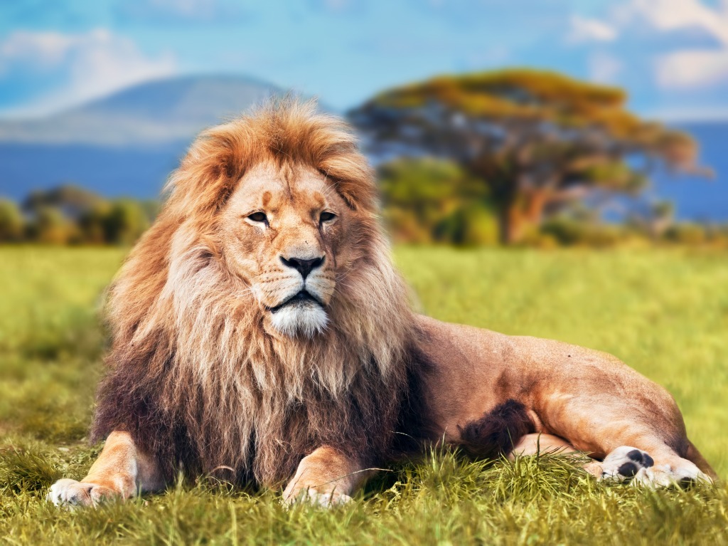 Big Lion on Savannah Grass jigsaw puzzle in Animals puzzles on TheJigsawPuzzles.com