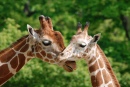 Giraffes