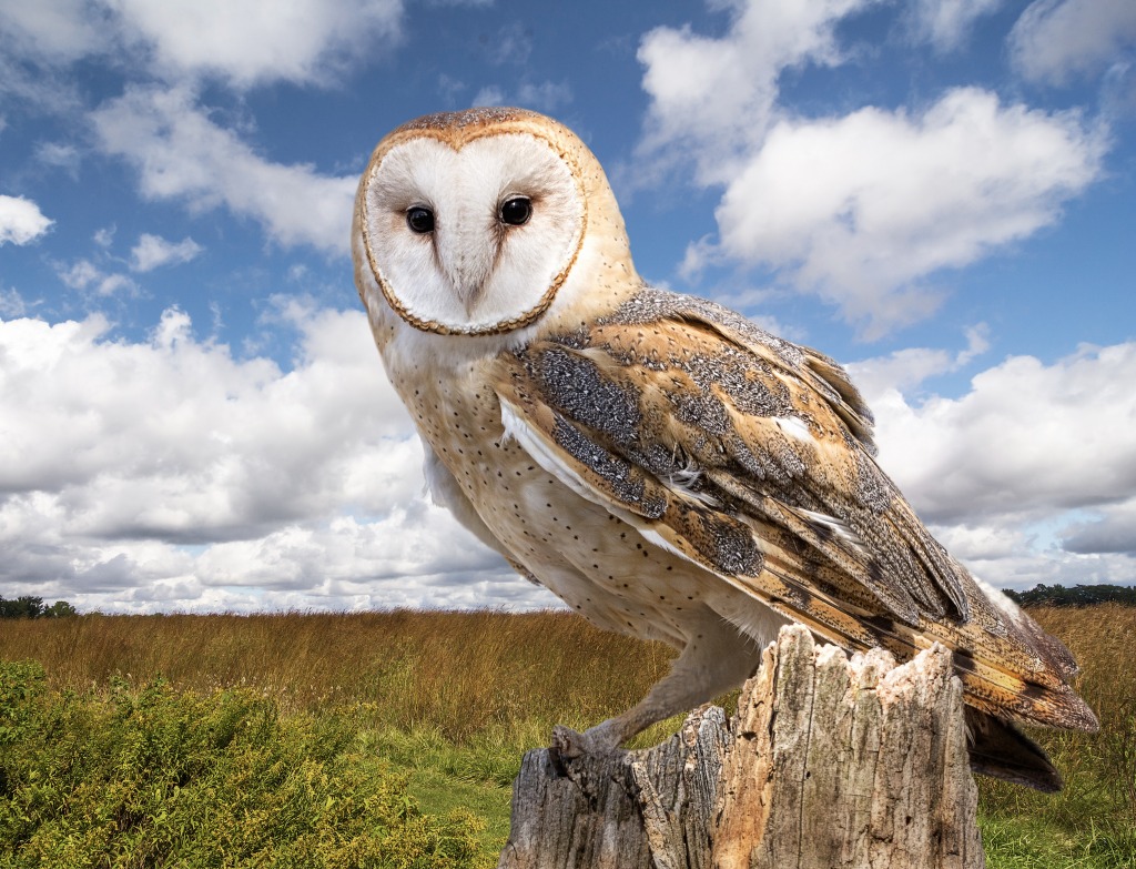 Barn Owl jigsaw puzzle in Animals puzzles on TheJigsawPuzzles.com