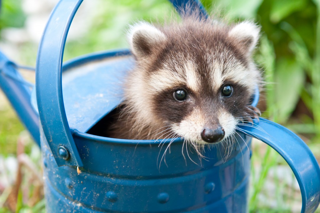 Baby Raccoon jigsaw puzzle in Animals puzzles on TheJigsawPuzzles.com