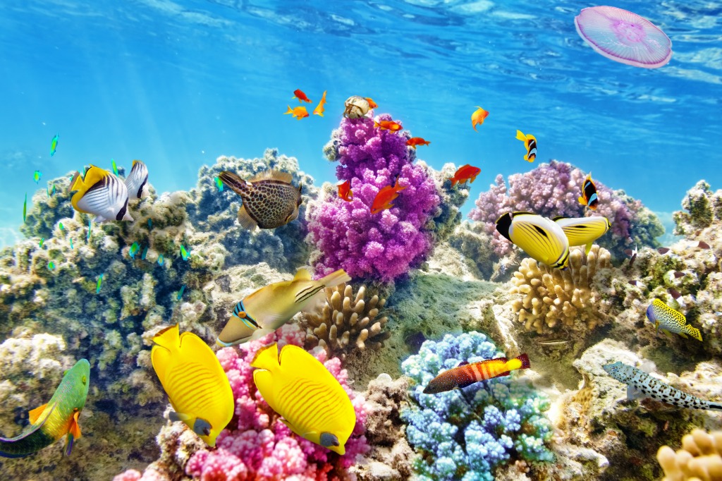 Corals and Tropical Fish jigsaw puzzle in Under the Sea puzzles on TheJigsawPuzzles.com