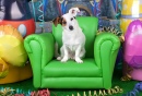 Jack Russell Terrier