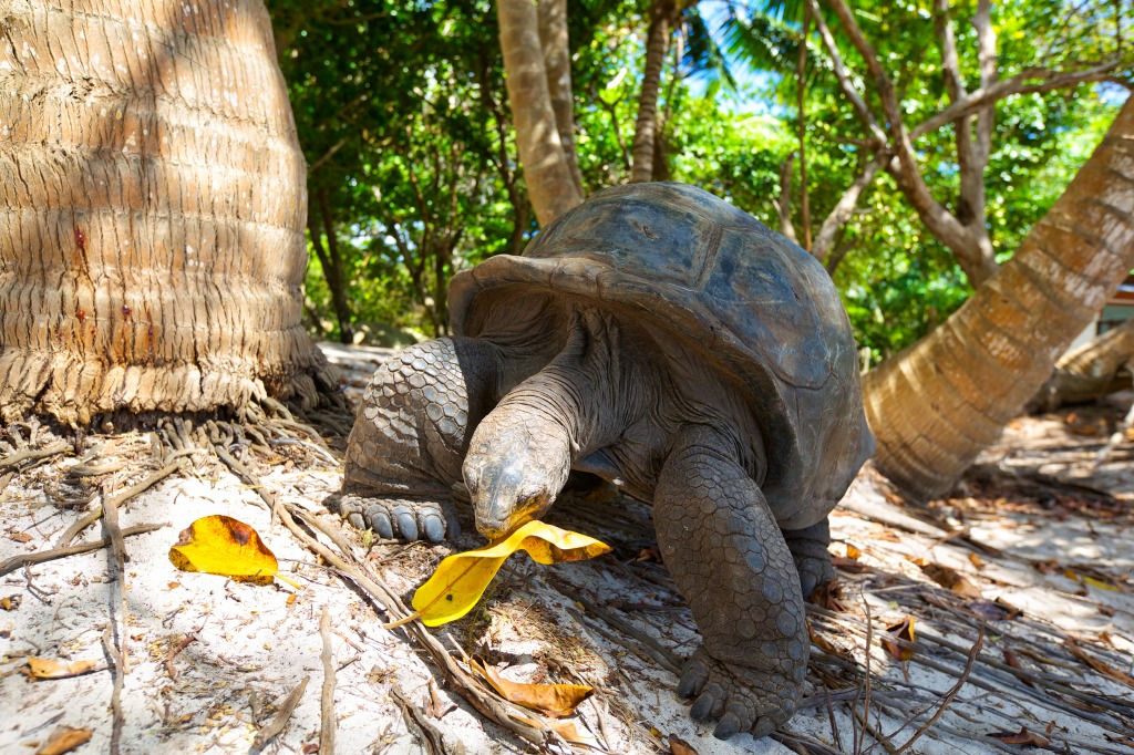 Giant Tortoise in Seychelles jigsaw puzzle in Animals puzzles on TheJigsawPuzzles.com