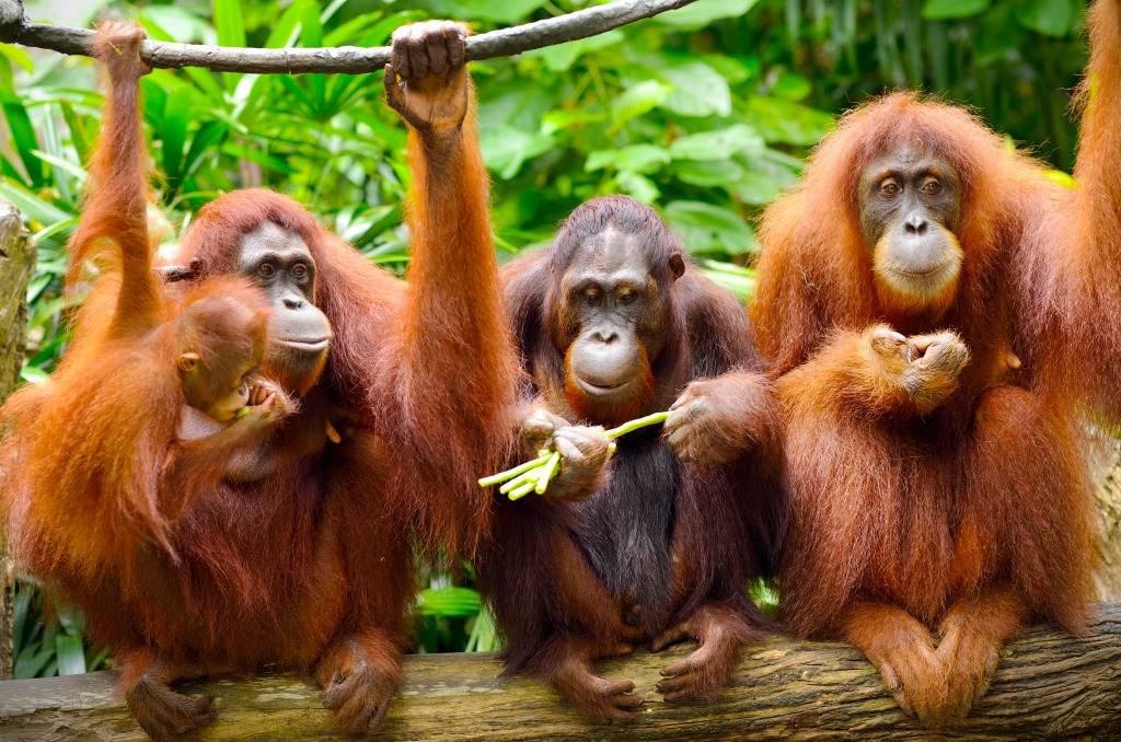 Orangutans jigsaw puzzle in Animals puzzles on TheJigsawPuzzles.com