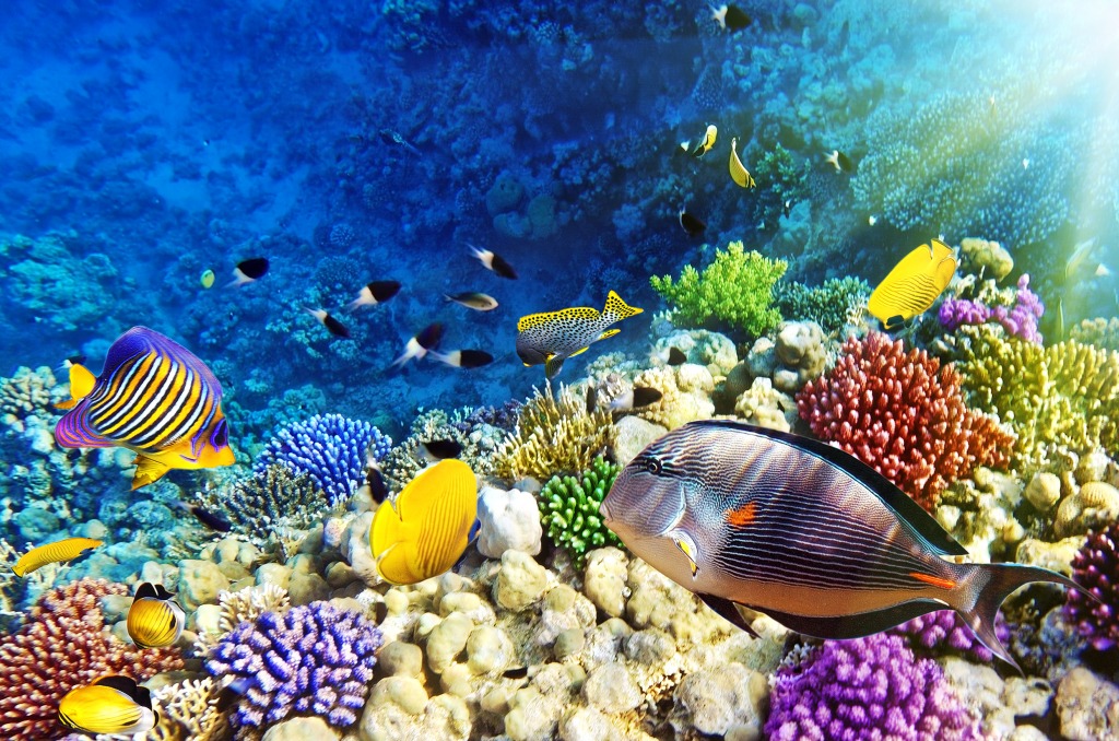 Red Sea, Egypt jigsaw puzzle in Under the Sea puzzles on TheJigsawPuzzles.com