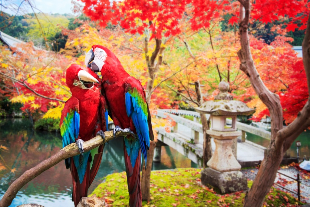 Blue and Gold Macaws jigsaw puzzle in Animals puzzles on TheJigsawPuzzles.com