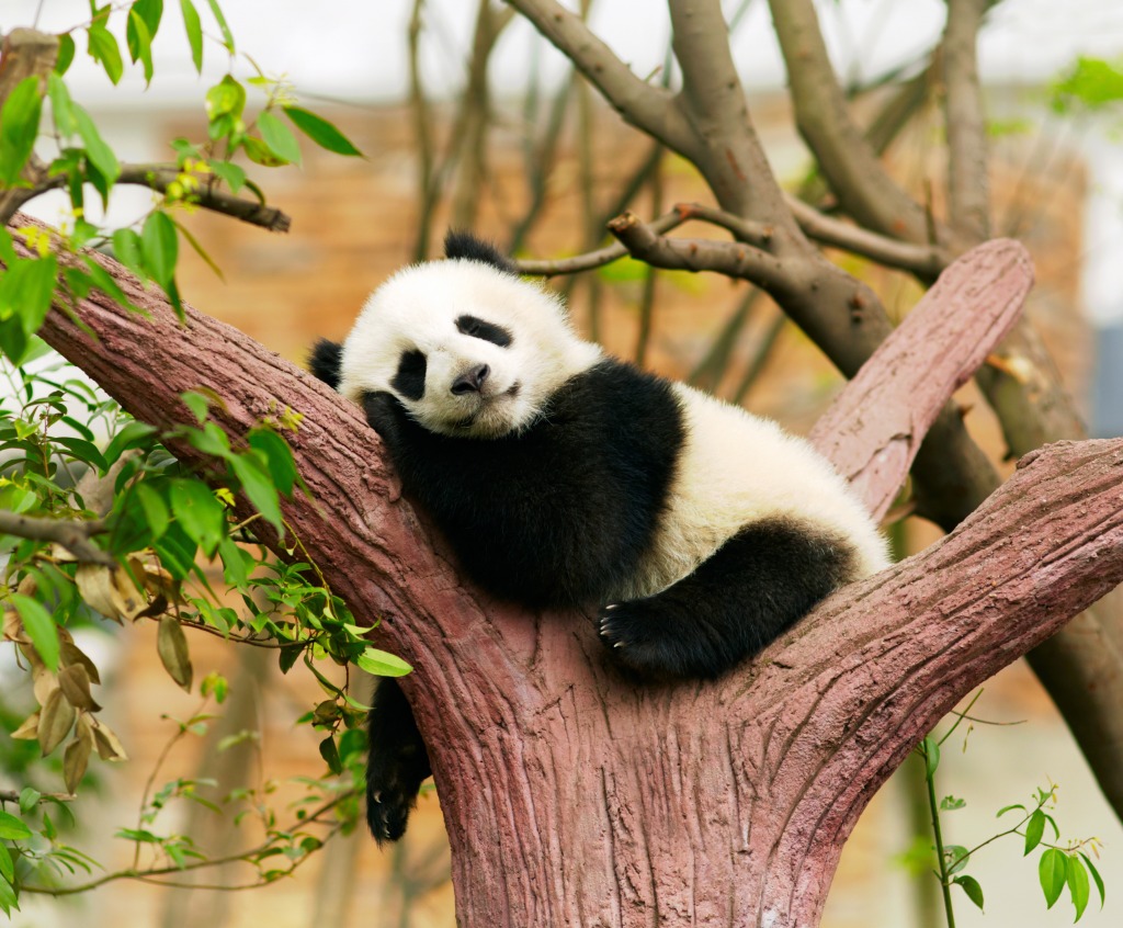 Giant Panda Baby jigsaw puzzle in Animals puzzles on TheJigsawPuzzles.com