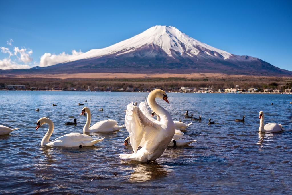 White Swan in the Yamanaka Lake, Japan jigsaw puzzle in Animals puzzles on TheJigsawPuzzles.com