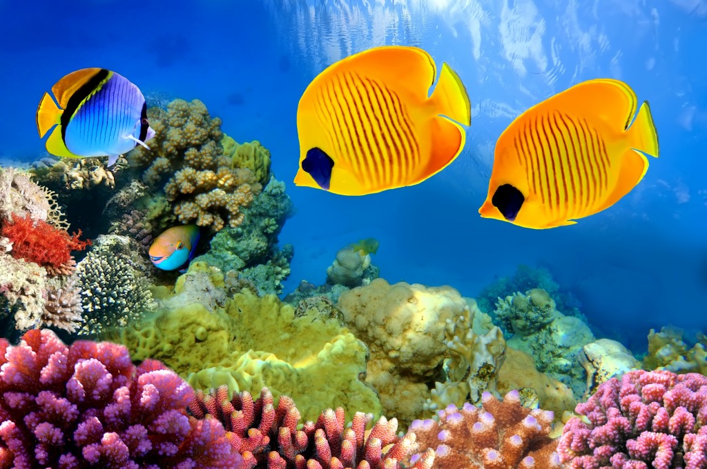 Masked Butterflyfish jigsaw puzzle in Under the Sea puzzles on TheJigsawPuzzles.com