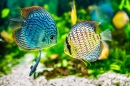 Symphysodon Discus in an Aquarium