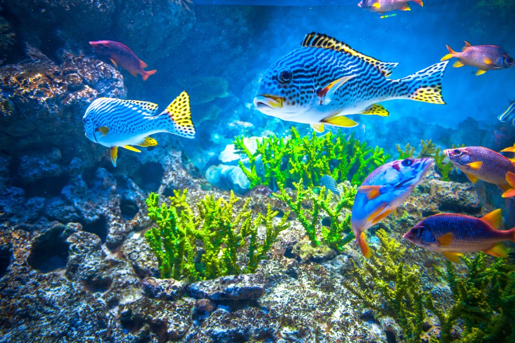 Colorful Aquarium jigsaw puzzle in Under the Sea puzzles on TheJigsawPuzzles.com