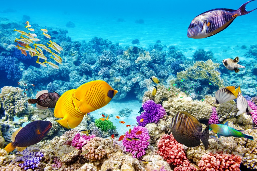 Corals and Tropical Fish jigsaw puzzle in Under the Sea puzzles on TheJigsawPuzzles.com