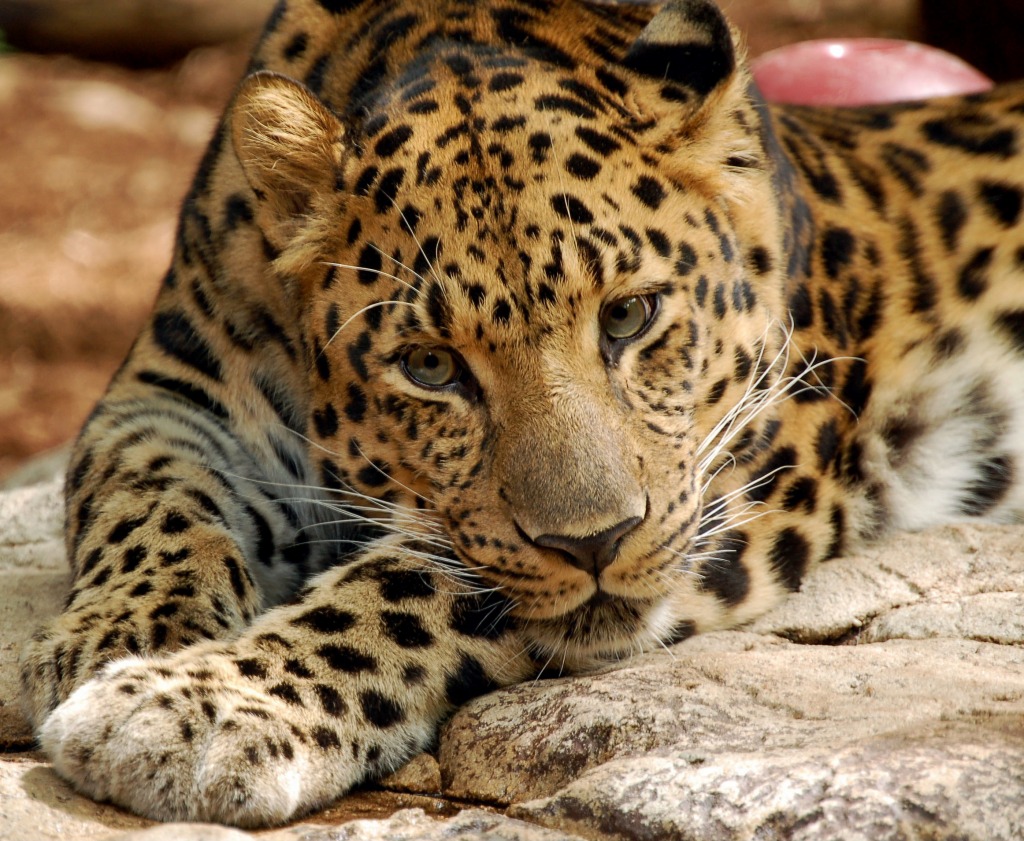 Amur Leopard jigsaw puzzle in Animals puzzles on TheJigsawPuzzles.com