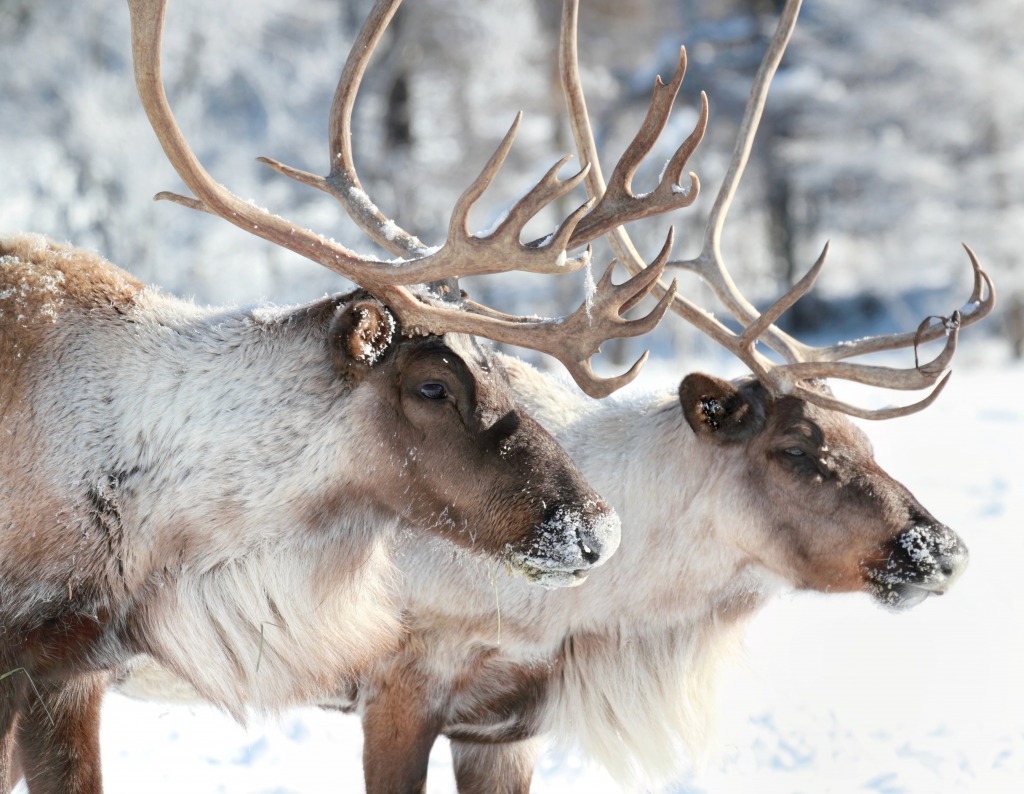 Caribou in Nature jigsaw puzzle in Animals puzzles on TheJigsawPuzzles.com