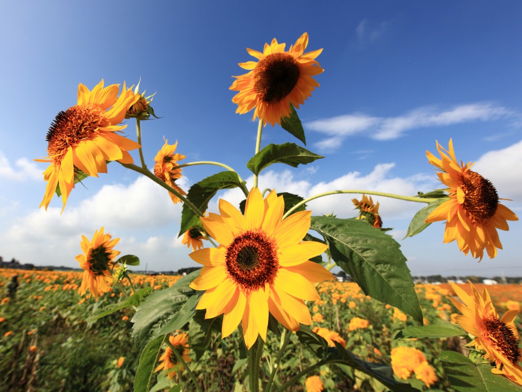 Sunflowers jigsaw puzzle in Flowers puzzles on TheJigsawPuzzles.com