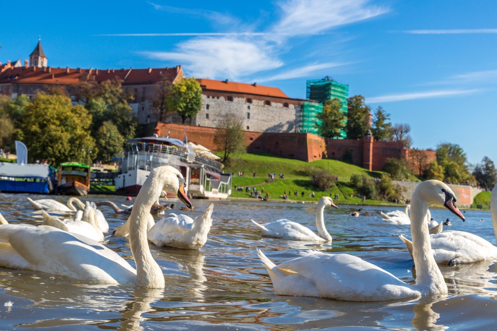 Swans near Wawel Castle, Poland jigsaw puzzle in Animals puzzles on TheJigsawPuzzles.com