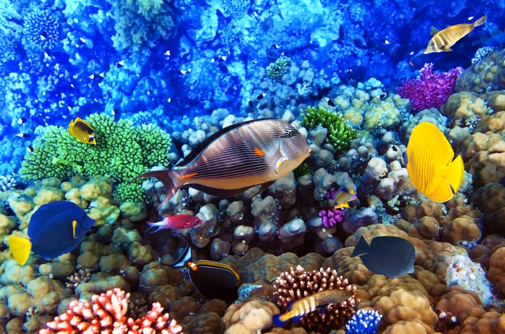 Coral and Fish, Red Sea, Egypt jigsaw puzzle in Under the Sea puzzles on TheJigsawPuzzles.com