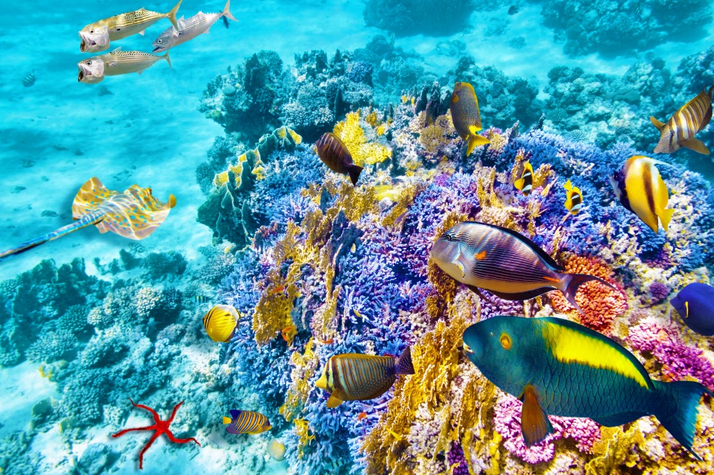 Beautiful Underwater World jigsaw puzzle in Under the Sea puzzles on TheJigsawPuzzles.com