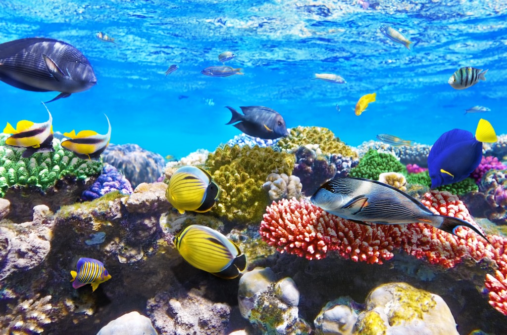 Corals and Fish, Red Sea, Egypt jigsaw puzzle in Under the Sea puzzles on TheJigsawPuzzles.com