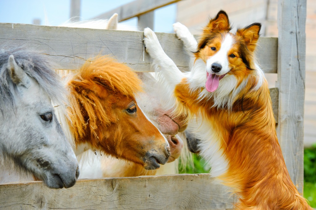 Pony and Sheltie jigsaw puzzle in Animals puzzles on TheJigsawPuzzles.com