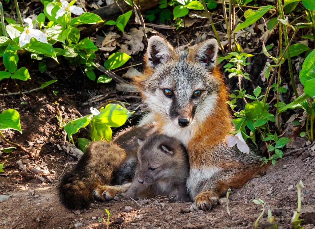 Grey Fox Vixen and Kit jigsaw puzzle in Animals puzzles on TheJigsawPuzzles.com