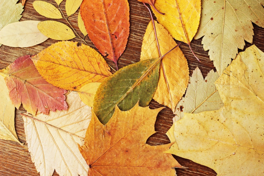 Autumn Leaves jigsaw puzzle in Macro puzzles on TheJigsawPuzzles.com